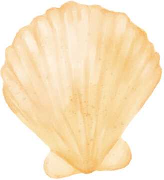 sea shell watercolor png