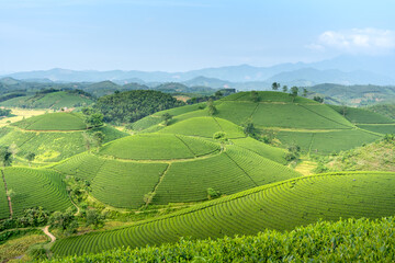 Long Coc tea hill, Phu Tho province, Vietnam in an morning. Long Coc is considered one of the most beautiful tea hills in Vietnam, with hundreds and thousands of small hills