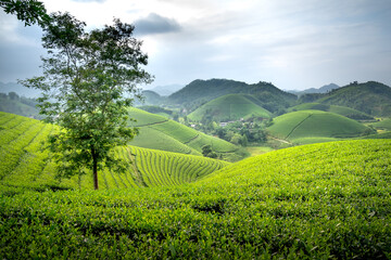 Fototapeta na wymiar Long Coc tea hill, Phu Tho province, Vietnam in an morning. Long Coc is considered one of the most beautiful tea hills in Vietnam, with hundreds and thousands of small hills