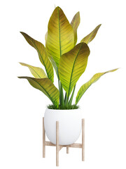 Plant in vase isolated on white background.3d rendering PNG Set
