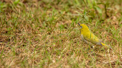 Fototapeta premium Oriental White eye