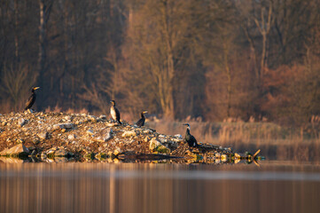 Kormorane sitzen auf einer kleinen Insel im See und wärmen sich in der Morgensonne