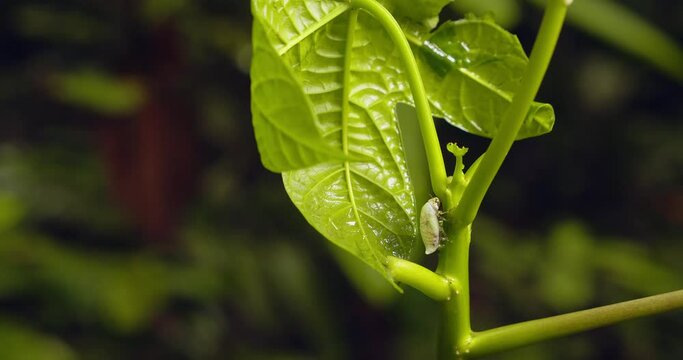 Spittlebug secreting bubble foam making a self defense mechanism to protect it from predators 