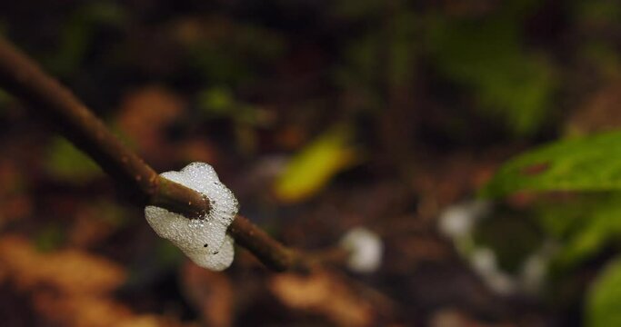 White foam blobs or Spitllebugs nest on a plant inside the Peruvian Rain forest