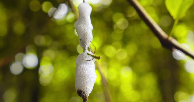 Closeup of a Spittlebug foam nest and a grasshopper stuck in it struggling to break free , revolving shot