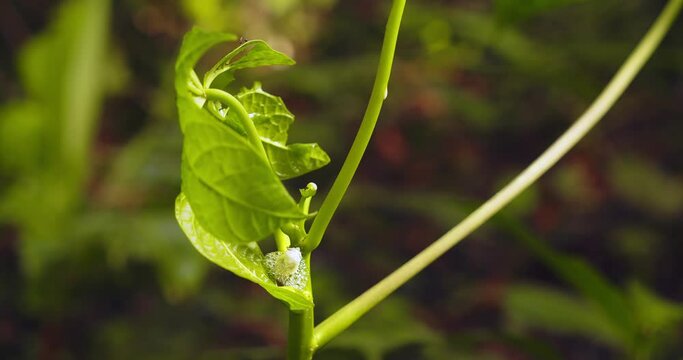 Spittlebugs hemiptera larvae produce foam