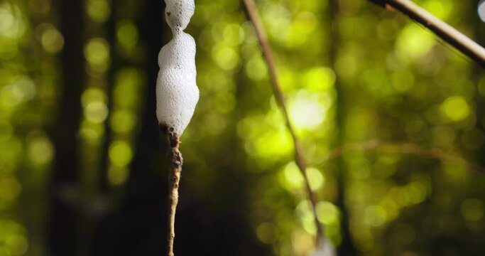 Spittlebug foam scattered over branches  with rainforest in the bokeh