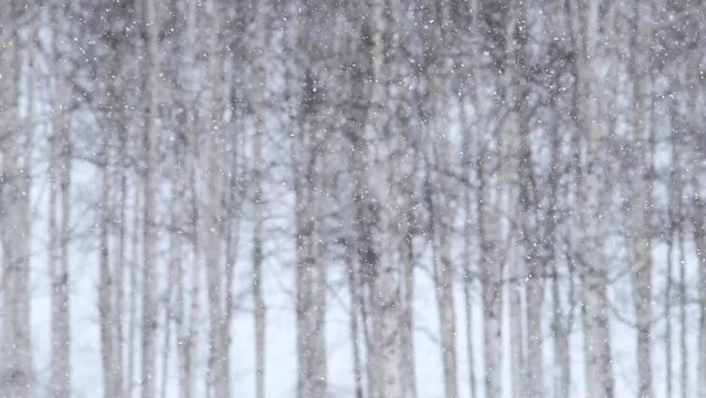 白樺林と降雪