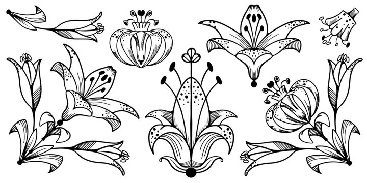Set of transparent black ink royal lilies. Hand drawing engraving picture. Vector Floral Set of royal lilies. Floral compositions on white background.  For design, print, fabric, decoration.