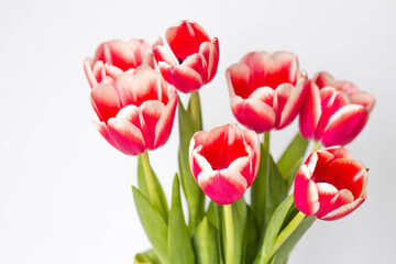 Fototapeta premium A bouquet of tulips on a white isolated background. The concept of the onset of spring and International Women's Day on March 8.