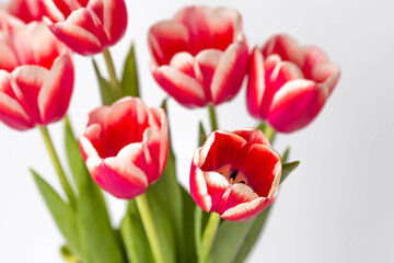 Fototapeta premium A bouquet of tulips on a white isolated background. The concept of the onset of spring and International Women's Day on March 8.