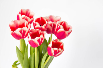A bouquet of tulips on a white isolated background. The concept of the onset of spring and International Women's Day on March 8.