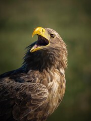 close up of a eagle