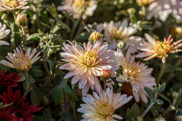 beautiful chrysanthemum flower bushes pink colors