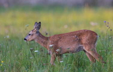Roe-deer kid in grass
