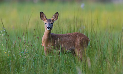 Roe-deer kid in grass