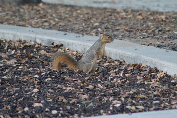 squirrel in the park