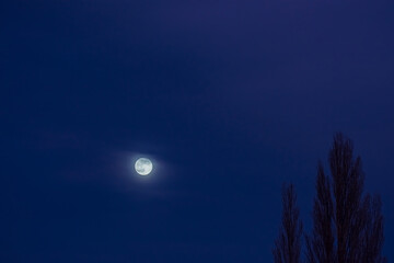 shining moon on the sky during blue hour with a tree