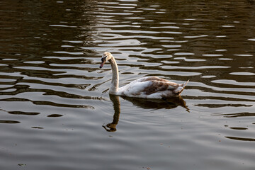 White mute swan swimming in a lake