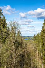 Forest at spring with a view