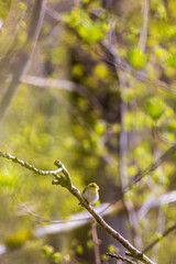 Willow warbler in a spring forest