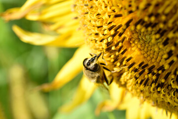 A bee sits on a blooming sunflower, close-up.