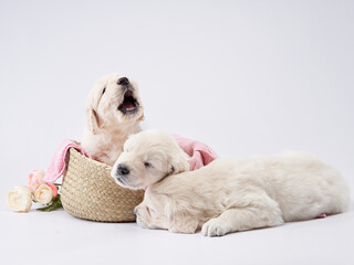 three golden retriever puppies on a white background. cute sleeping dog