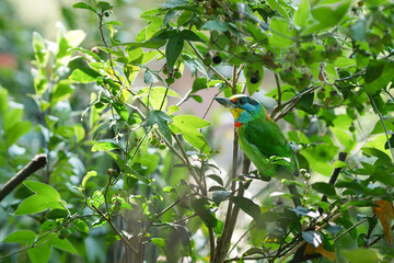 Closeup of Colorful bird called 5-colored bird or Muller's Barbet in Taiwan in the wild tree.