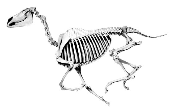 Skeleton of a horse // Black and White	