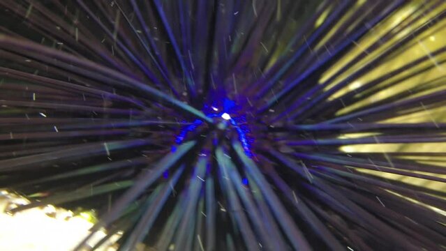 Sea urchin close-up and small fish in its needles underwater. . It is a place of mystery and beauty with stunning vistas and incredible creatures that exist in world vastly different from our own.