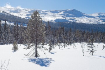 A snowy landscape by a frozen lake in Bydalen in northern Sweden - 579628984