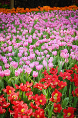 beautiful pink and red tulip in the garden