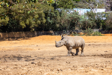 Obraz premium White rhinoceros in the wild zoo park
