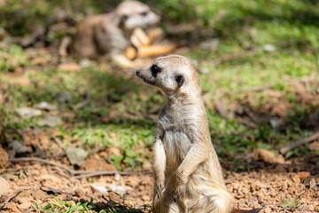 Meerkat in the zoo park