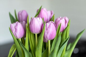 Bouquet of purple tulips close-up
