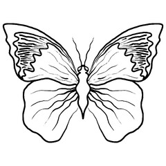 Black line butterfly for greeting card, coloring book