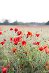 Naklejka premium Mohnblumen im Sonnenuntergang 