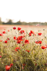 Naklejka premium Mohnblumen im Sonnenuntergang 