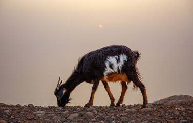 Goat at sunset in Morocco - obrazy, fototapety, plakaty
