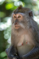 Crab-eating macaque (Macaca fascicularis), also known as the long-tailed macaque, is common in Bali