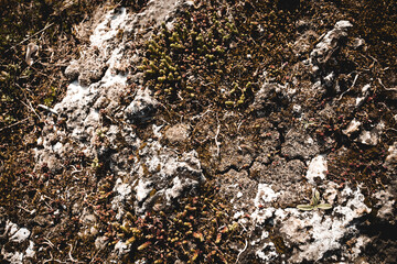 Textur von Moos und Erde 