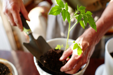 Old man gardening in home greenhouse. Men's hands planting tomato seedlings in the soil, selective focus. Planting and gardening at springtime
