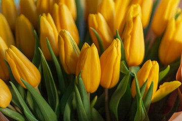 Beautiful yellow spring tulips. Women's day and flowers