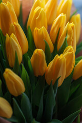 Beautiful yellow tulips. Spring day and international women’s day