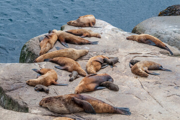 Steller's Sea Lions (Eumetopias jubatus) at colony, Chowiet Island, Semidi Islands, Alaska, USA