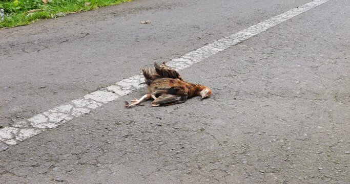 Small dead chicken lie in the middle of roadway. Little victim of accident on village road at central Bali. Typical roadkill victim at this area