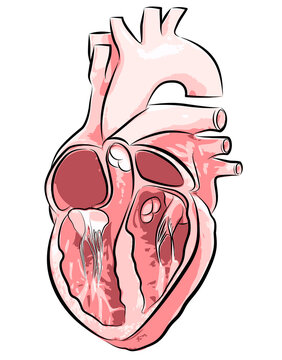Illustration of a heart with veins and arteries in three-dimensional images.