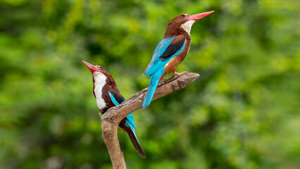 White-throated Kingfisher. They generally live on the edges of wetlands. They feed on frogs, snakes, lizards, crabs, fish, mice, etc.