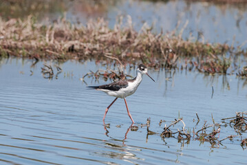 Black-necked Stilt (Himantopus mexicanus) in Devereux Slough, California, USA