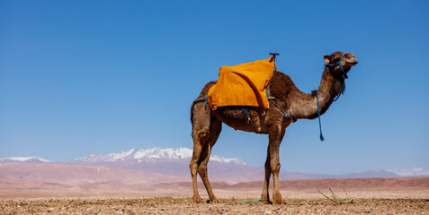 Camel,  Dromadery with atlas mountain in the background- Morocco